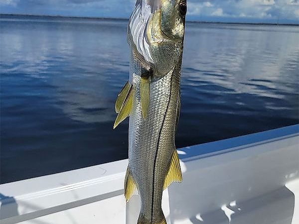 Another fish caught on half-day trip