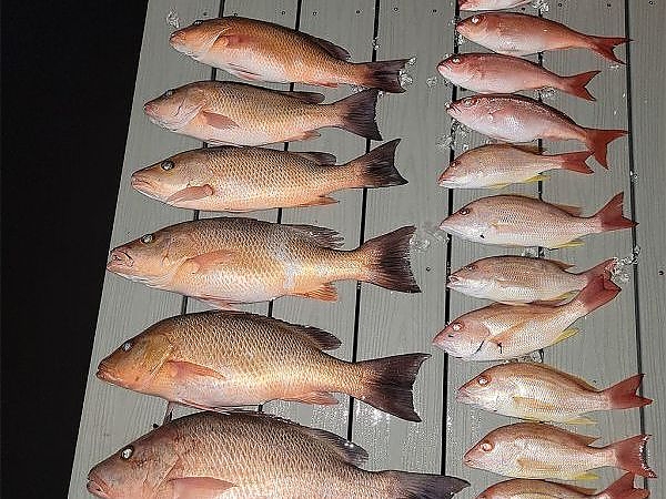 Top view of large and small fish caught on trip